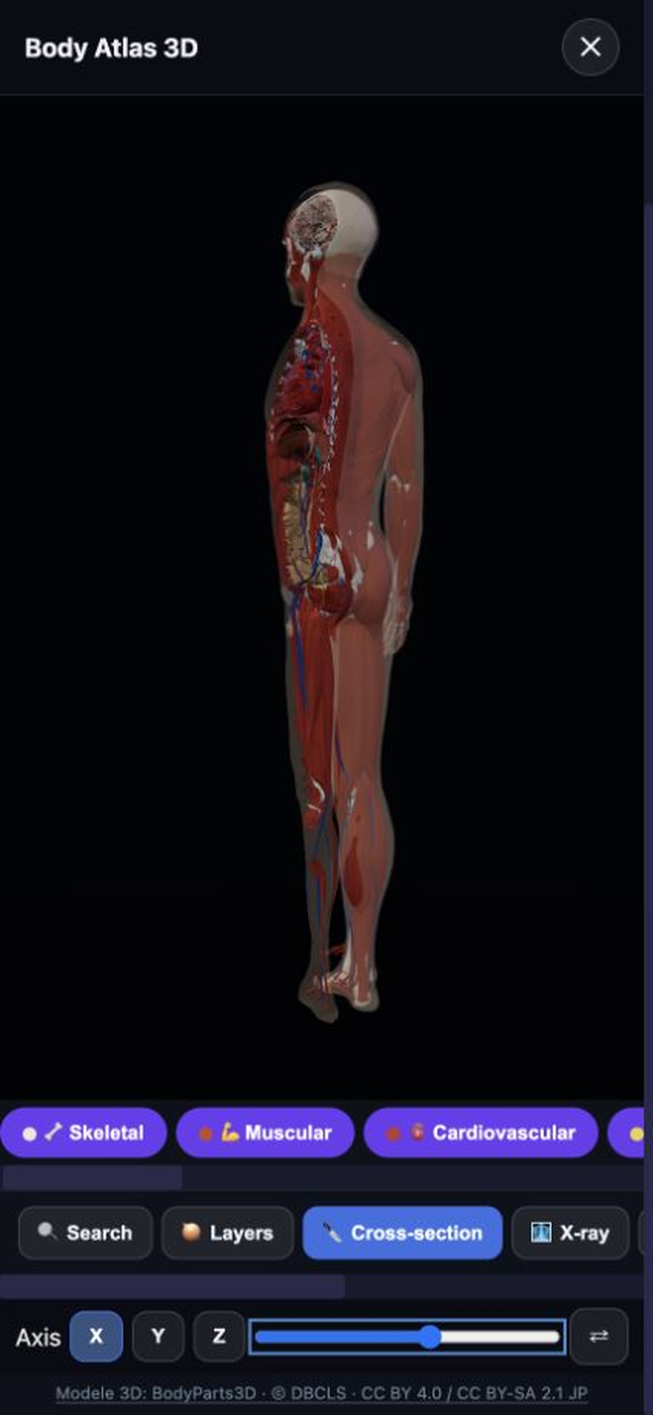 Body Atlas — side cross-section