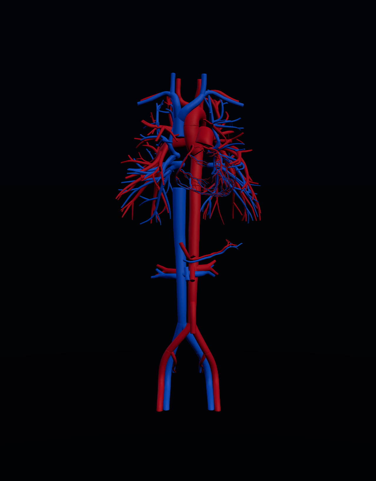 3D blood vessels