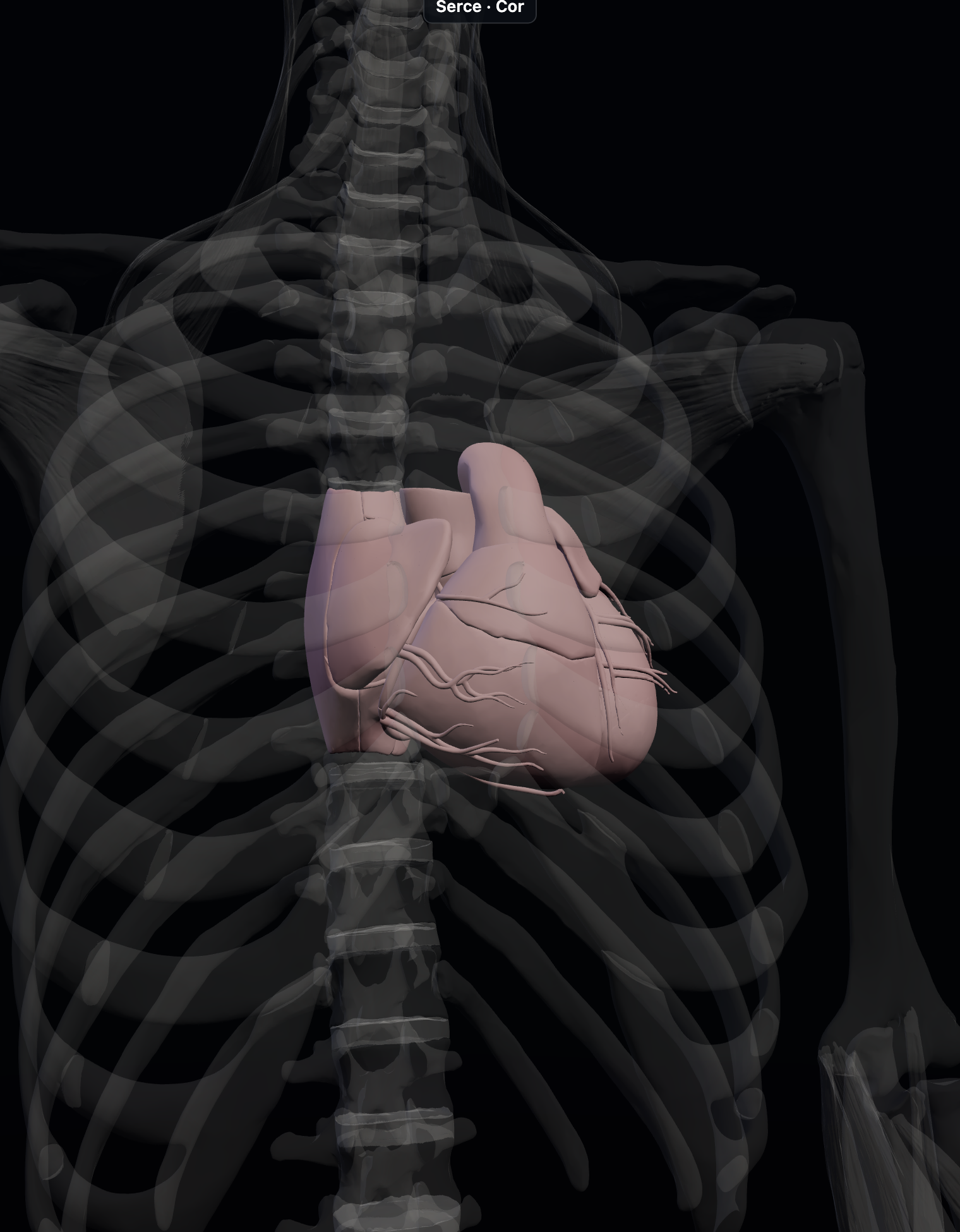 3D explorer isolate organ