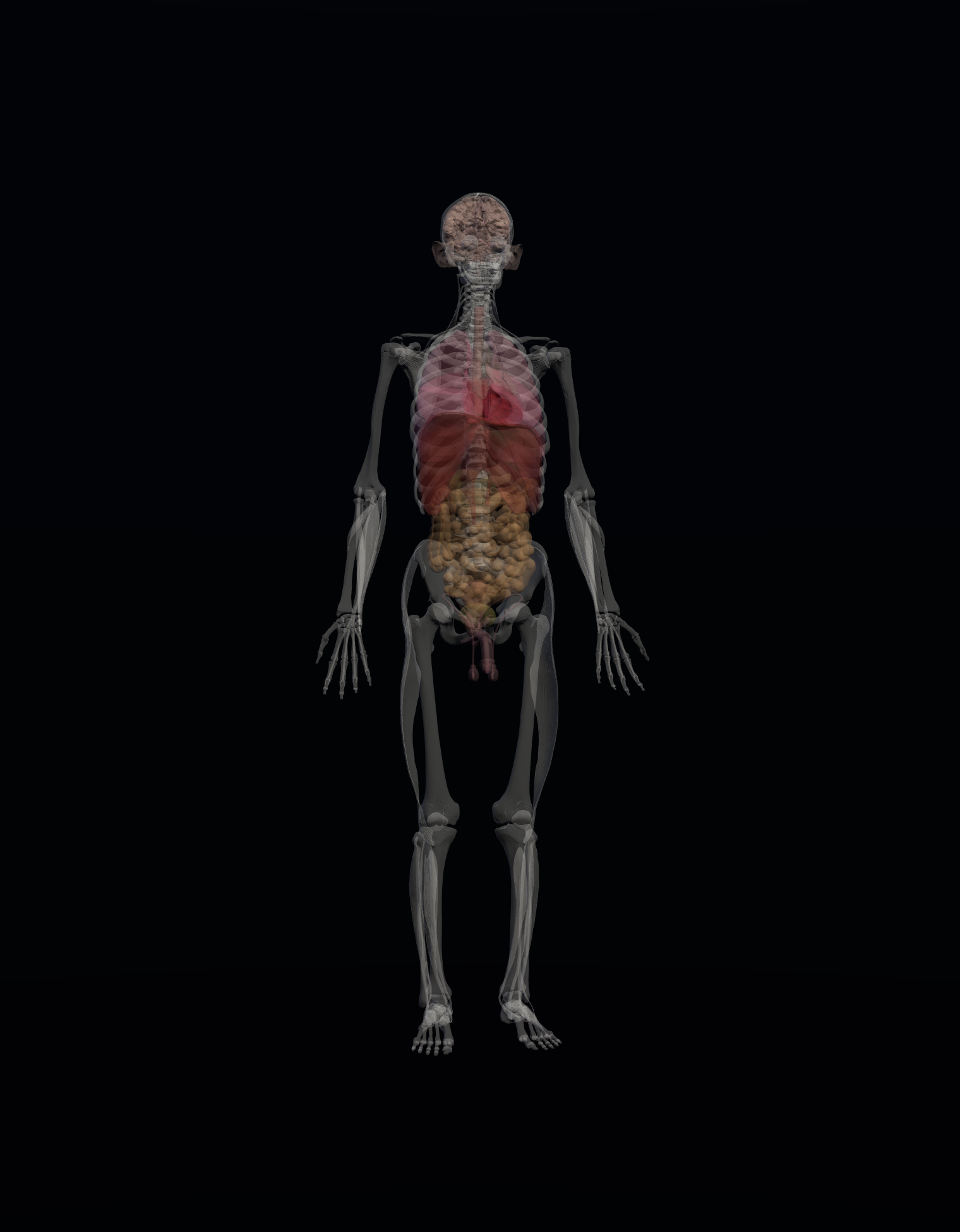 3D explorer X-ray
