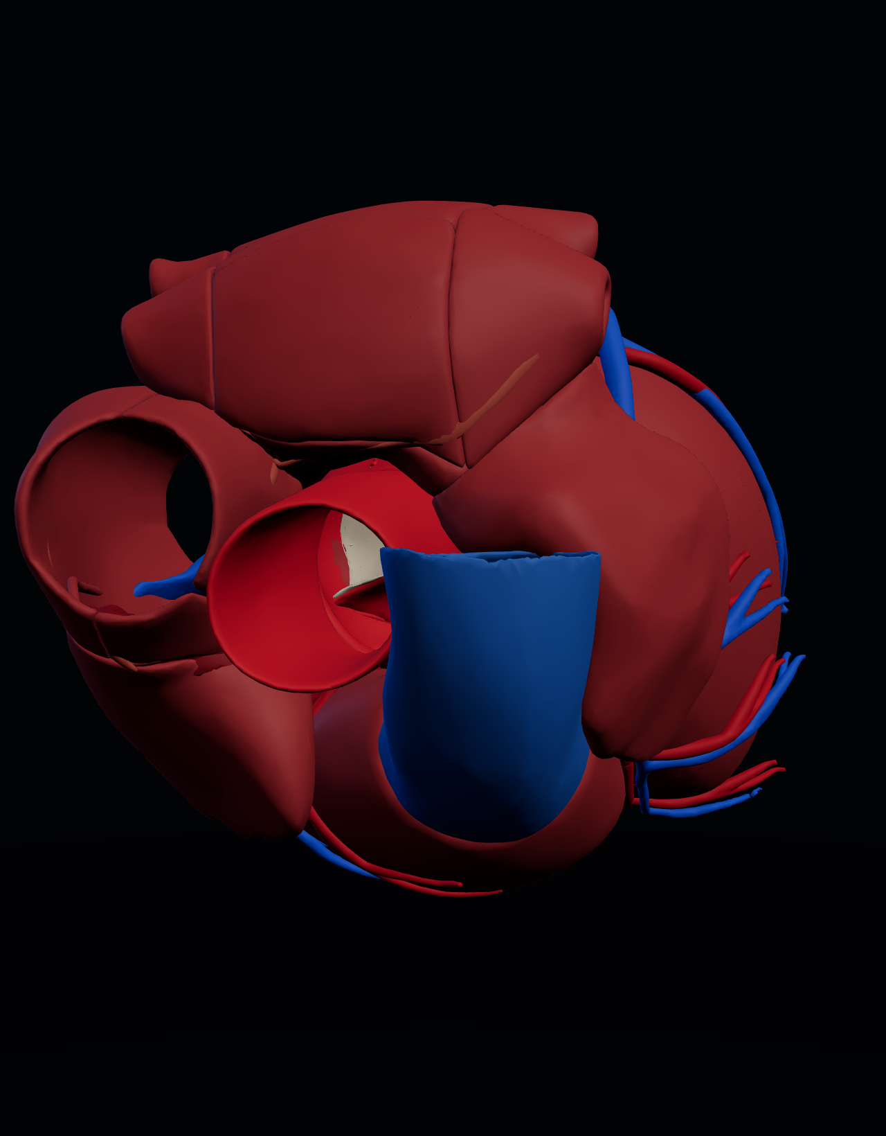 3D heart