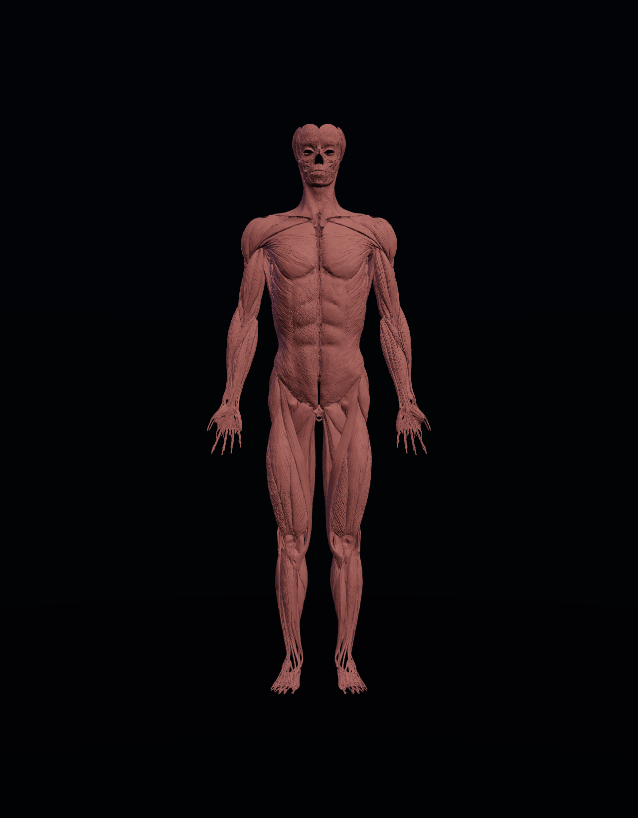 3D muscles